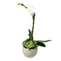 Orchid & Succulents in Small Sphere Pot