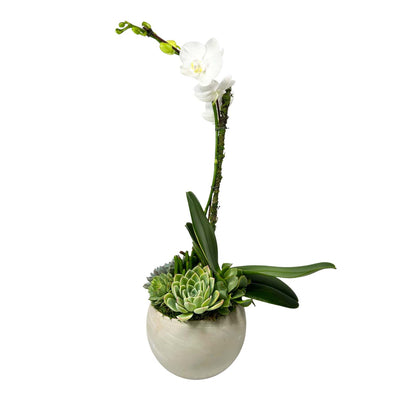 Orchid & Succulents in Small Sphere Pot