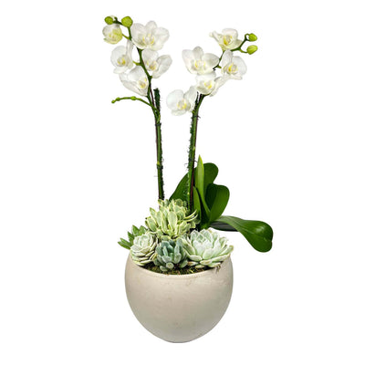 Orchids & Succulents in Large Sphere Pot