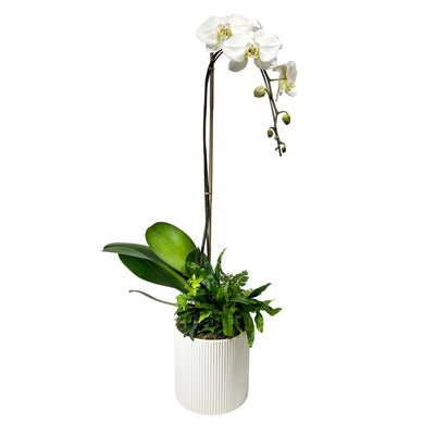 Orchid in Large White Ribbed Pot