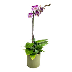 Purple Orchid in Green Pot
