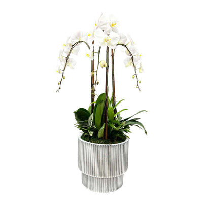 Orchids & Greens in Large White Ribbed Pot