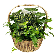 White Azaleas in Small Seagrass Basket