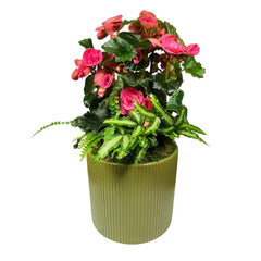 Pink Begonia in Green Ribbed Pot