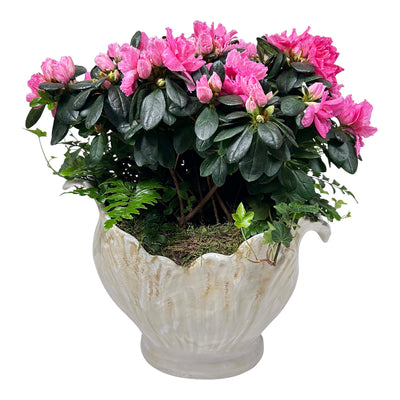 Pink Azalea in Cream Leaf Planter