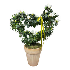 White Azalea Heart in Italian Clay Pot