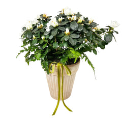 White Azalea in Large Italian Clay Pot