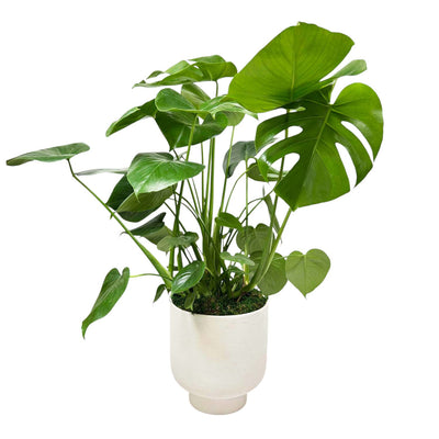 Monstera Deliciosa in White Textured Pot