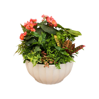 Coral Begonia in White Bowl