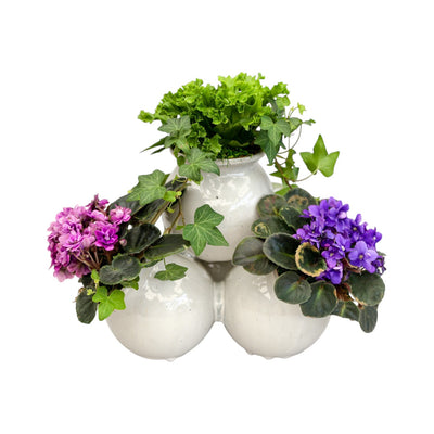 African Violets in Cream Multipot Arrangement