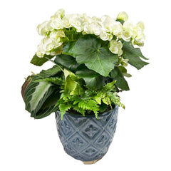White Begonia in Blue Diamond Pot Arrangement