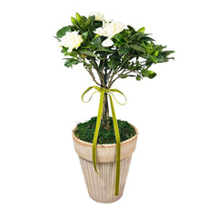 Gardenia Topiary in Berg Pot