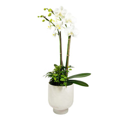 Orchid in Small White Texture Pot