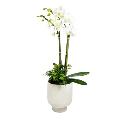 Orchid in Small White Texture Pot