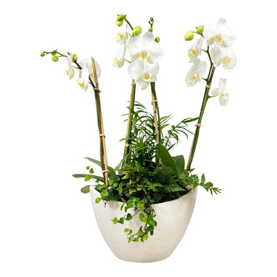 Orchids in Small White Texture Oval