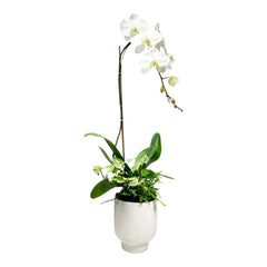 Orchid in Medium White Texture Pot