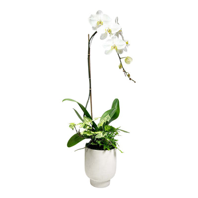 Orchid in Medium White Texture Pot