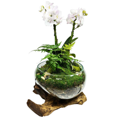 Orchid in Small Teak Root Vase