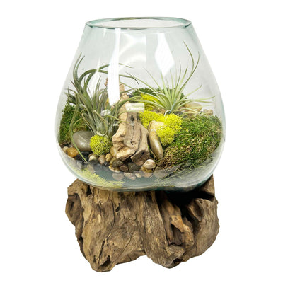 Tillandsias in Teak Glass Vase Arrangement
