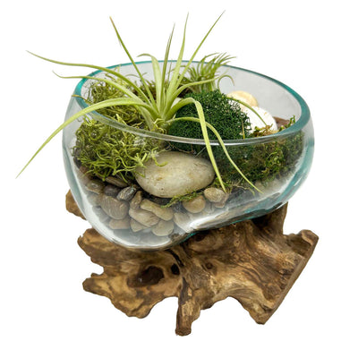 Tillandsias in Teak Glass Bowl Arrangement