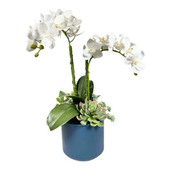 Faux White Orchids & Succulents in Blue Pot