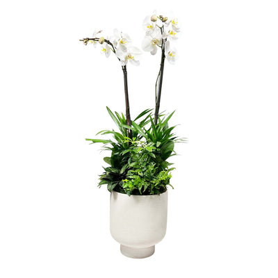 Orchids in Large White Texture Pot