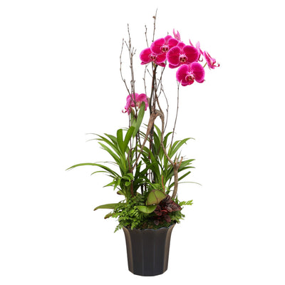 Pink Orchid in Large Blue Fluted Planter