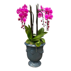 Fuchsia Phalaenopsis Orchids in French Anduze Planter