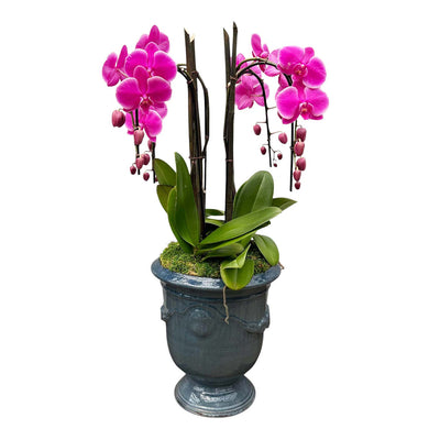 Fuchsia Phalaenopsis Orchids in French Anduze Planter