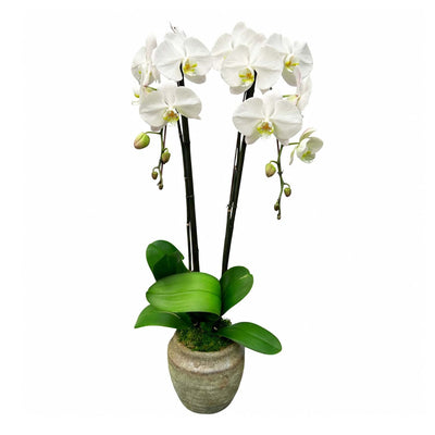 White Phalaenopsis Orchids in Patina Clay Planter