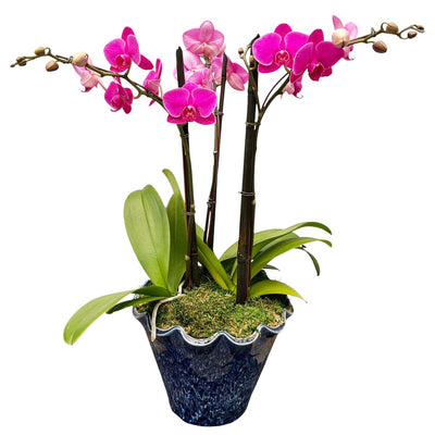 Fuchsia Phalaenopsis Orchids in Cobalt Planter