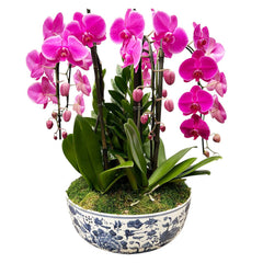 Cascading Fuchsia Phalaenopsis Orchids in a Chinoiserie Bird Bowl