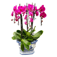 Cascading Fuchsia Phalaenopsis Orchids in a Chinoiserie Planter