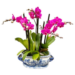 Fuchsia Phalaenopsis Orchids in Chinoiserie Porcelain Footbath