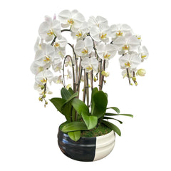 Cascading White Phalaenopsis Orchids in a Black and White Bowl