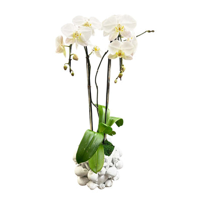 Double White Cascading Phalaenopsis Orchids in White Shell Vessel