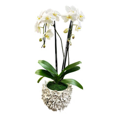 Double White Cascading Phalaenopsis Orchids in White Echeveria Vessel