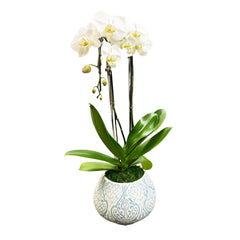 White Orchid in Aqua and White Lattice Pot