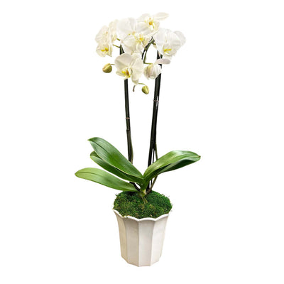 Double White Phalaenopsis Orchids in White Fluted Vessel