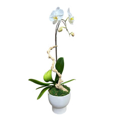 White Cascading Phalaenopsis Orchids with Grapewood in White Compote