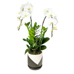 White Orchid in Brown & White Planter Arrangement