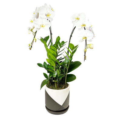 White Orchid in Brown & White Planter Arrangement