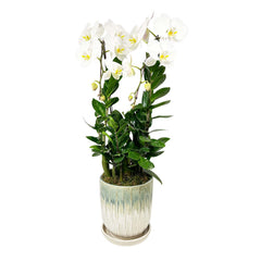 White Orchid in Aqua Neptune Planter Arrangement