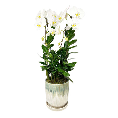 White Orchid in Aqua Neptune Planter Arrangement