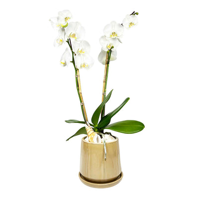 Orchid with Shells in Small Mocha Pot Arrangement