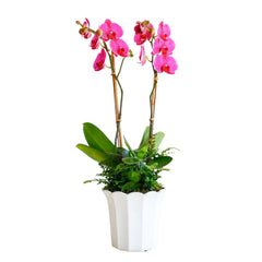 Purple Orchid in Large White Fluted Pot