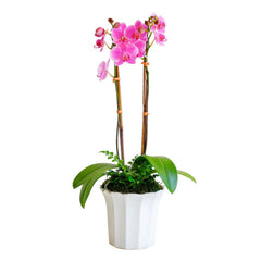 Purple Orchid in Small White Fluted Pot