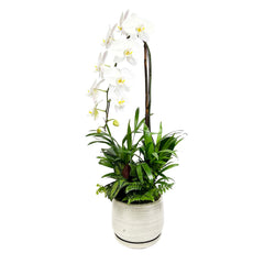 Cascade Orchid in Cream Ceramic Pot Arrangement