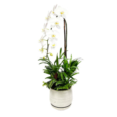 Cascade Orchid in Cream Ceramic Pot Arrangement