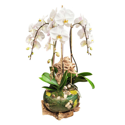 Cascading White Orchids in Glass Teak Vase